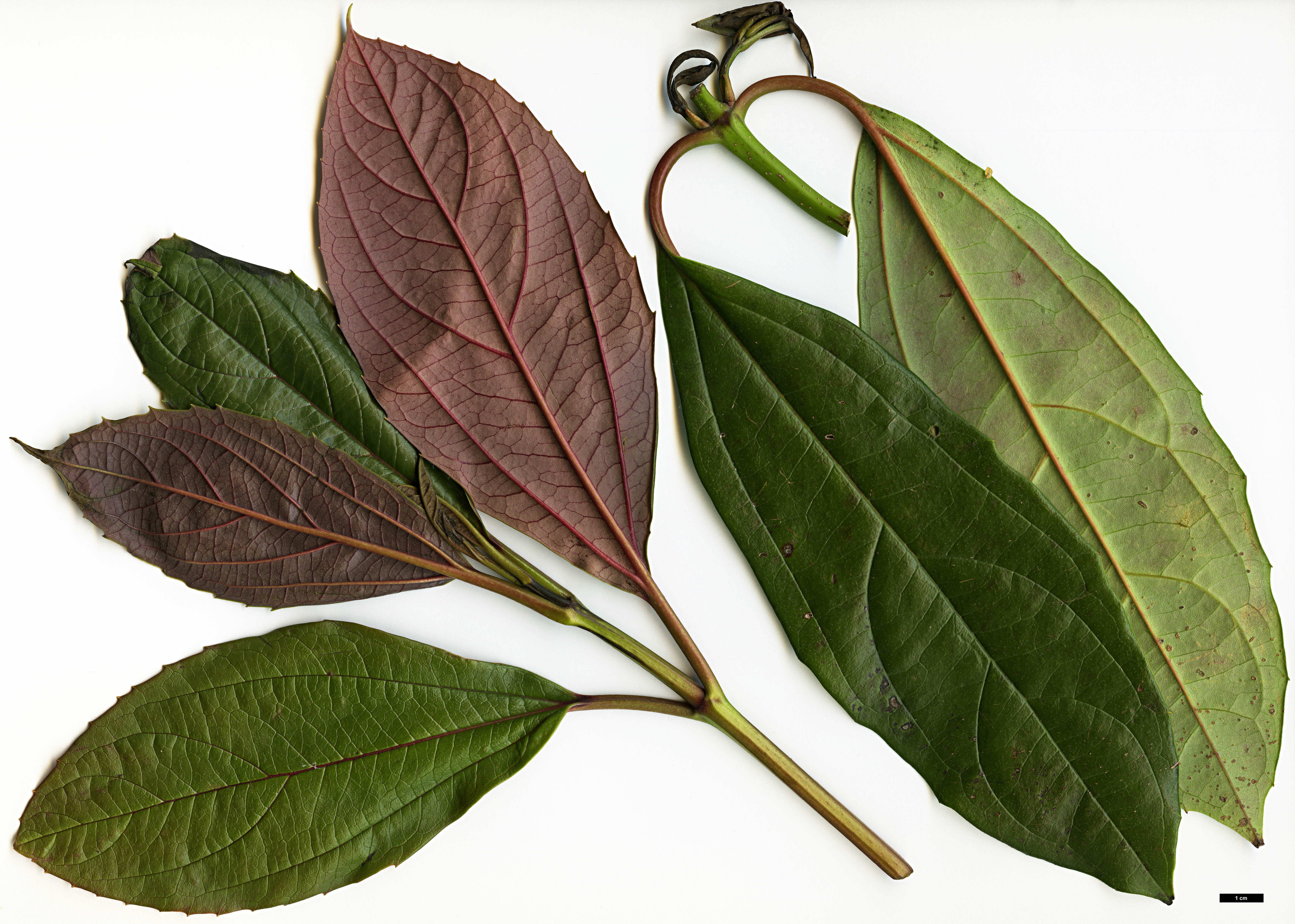 High resolution image: Family: Adoxaceae - Genus: Viburnum - Taxon: WWJ 12012